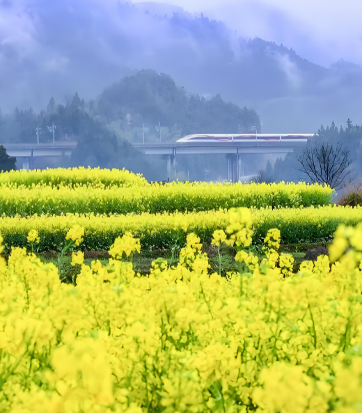 这趟穿越南北的赏花专列太治愈